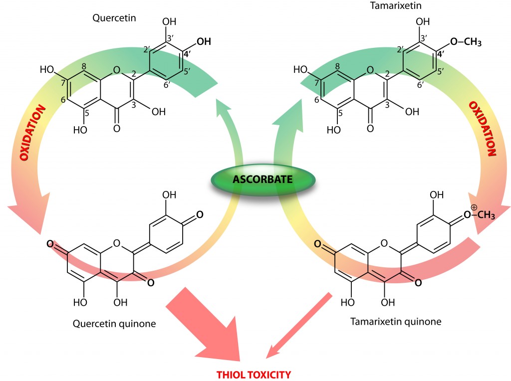 Flavinoid quinone image showing thiol toxicity