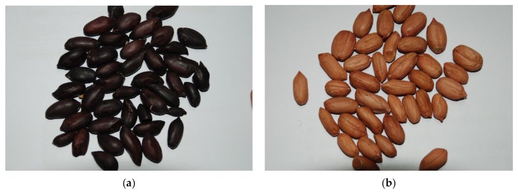 Figure from the Agronomy study comparing two types of peanuts.