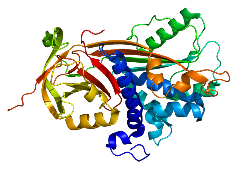 The protein PEDF, found in the retina, impacts eyesight.