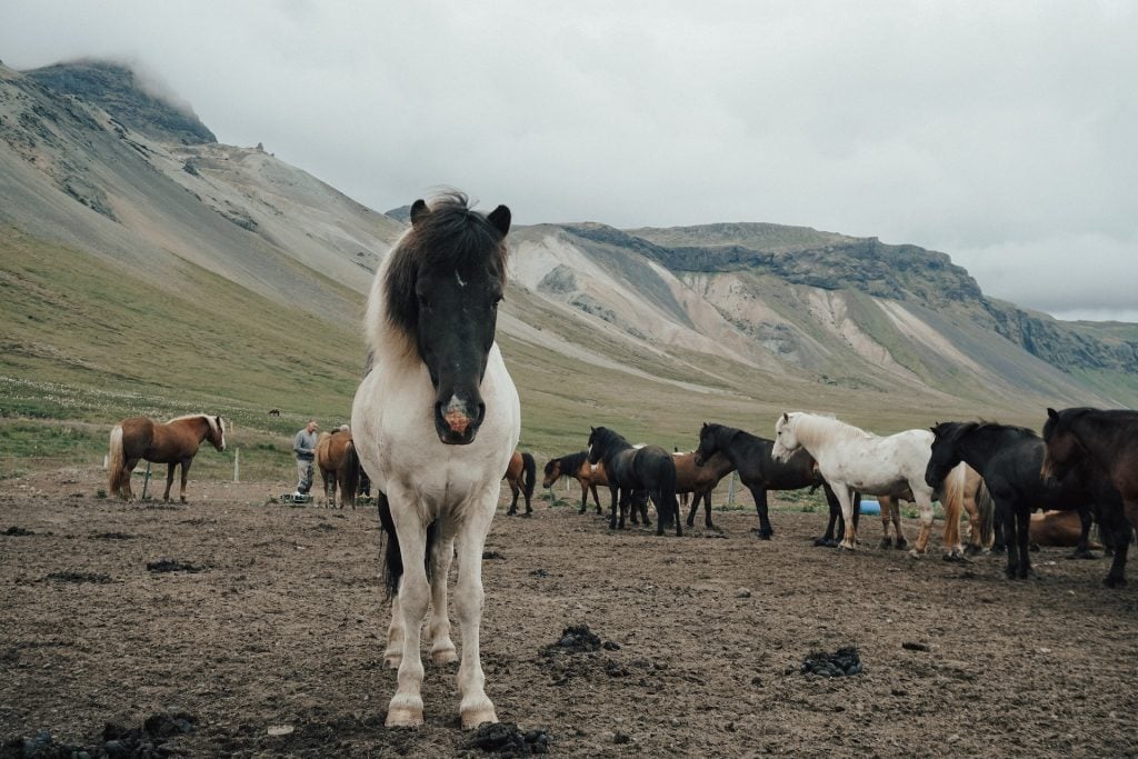 Stock image of horses in the mountains.