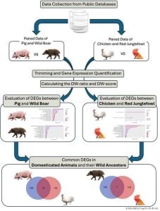 gene expression diagram